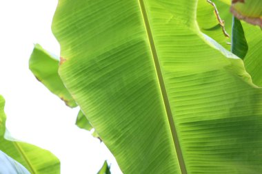 Dışarıda güzel yeşil muz ağacı yaprağı, yakın plan.