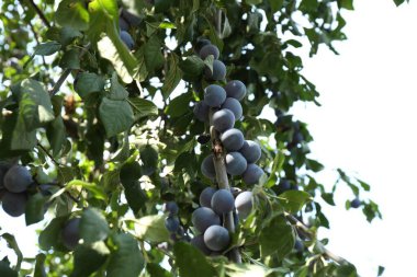 Bahçedeki ağaçta yetişen olgun erikler, düşük açı.