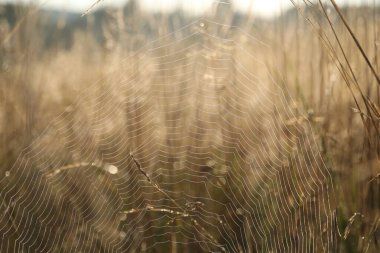 Meadow 'daki bitkiler üzerindeki örümcek ağı, yakın plan