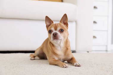 Cute Chihuahua dog lying on soft rug indoors