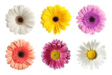 Güzel gerbera ve farklı renklerde kasımpatı çiçekleri beyaz sette izole edilmiş.