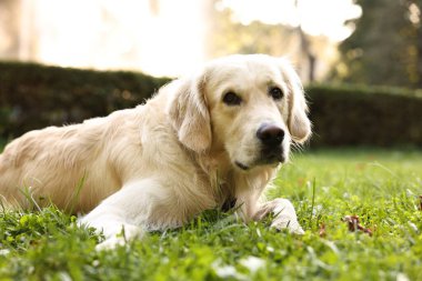 Yeşil çimlerin üzerinde sevimli Golden Retriever köpeği