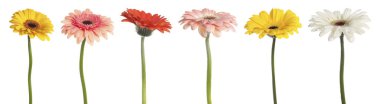 Farklı renklerde güzel Gerbera çiçekleri beyaz sette izole edilmiş.