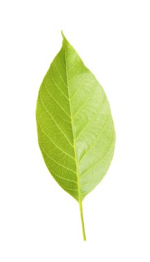 Ceviz ağacının yeşil yaprağı beyaza izole edilmiş.