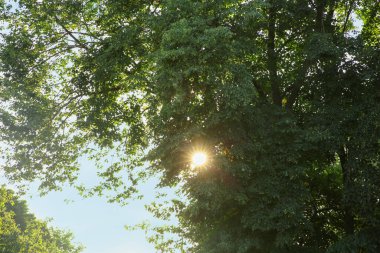 Güneşli bir günde yeşil yaprakları olan güzel bir ağaç.