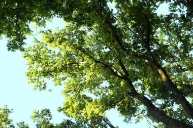 Yeşil yapraklı güzel ağaçların dalları, alt manzara.
