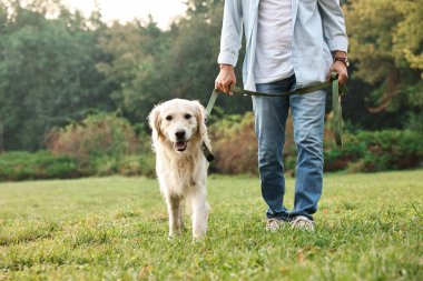 Tatlı Golden Retriever köpeği olan bir adam bahar günü yürüyor, yakın plan.