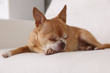Şirin Chihuahua köpeği yumuşak kanepede uyuyor.
