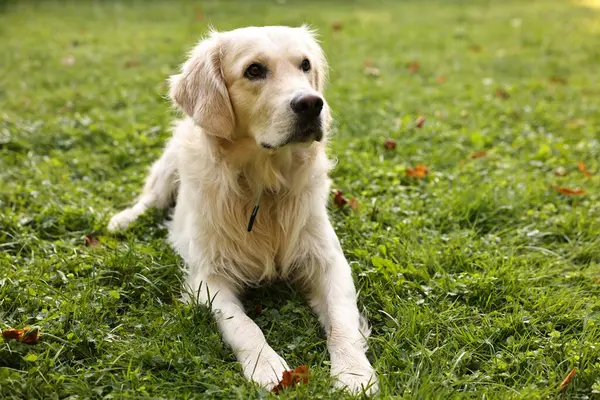 Yeşil çimlerin üzerinde sevimli Golden Retriever köpeği
