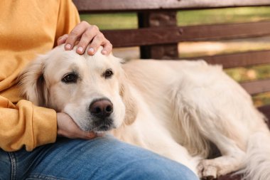 Tatlı Golden Retriever köpeği olan adam, yakın plan.