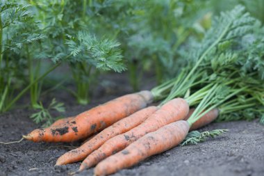 Bahçedeki toprakta taze havuç yığınları arasında, yakın plan.