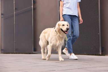 Sahibi sevimli Golden Retriever köpeğiyle geziyor, yakın plan. Metin için boşluk