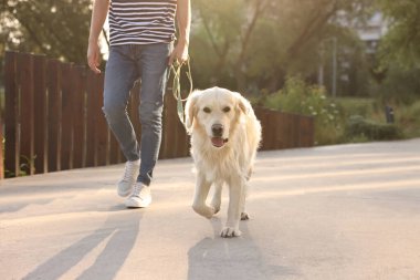 Sahibi, güneşli bir günde sevimli Golden Retriever köpeğiyle geziyor. Kapalı.