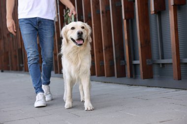Sahibi sevimli Golden Retriever köpeğiyle geziyor, yakın plan. Metin için boşluk