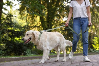 Sahibi sevimli Golden Retriever köpeğiyle geziyor, yakın plan.