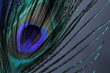 Gri arka planda güzel bir tavus kuşu tüyü, yakın plan.