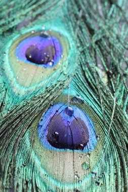 Arka planda su damlaları olan güzel parlak tavus kuşu tüyleri, makro görünüm