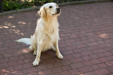 Şehir caddesinde oturan sevimli Golden Retriever