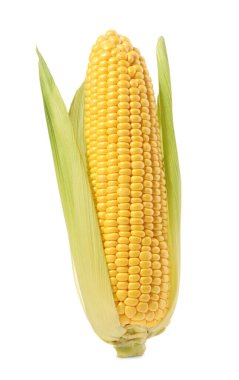 Beyaz kabuklu mısır koçanı.