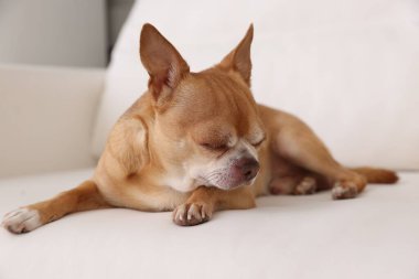 Şirin Chihuahua köpeği yumuşak kanepede uyuyor.