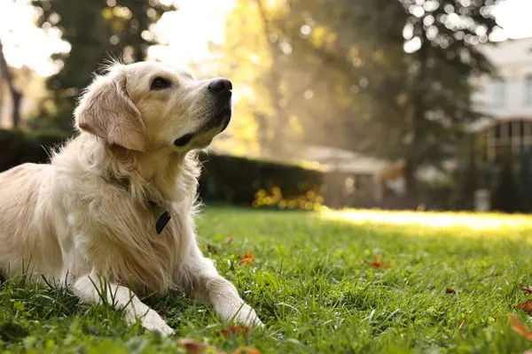 Yeşil çimlerin üzerinde şirin bir Golden Retriever köpeği.