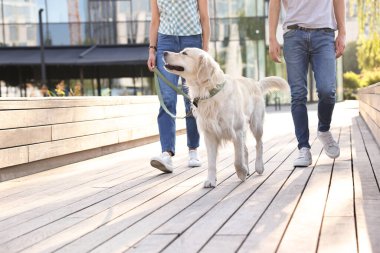 Güneşli bir günde sevimli Golden Retriever köpeğiyle gezen çift, yakın plan. Metin için boşluk