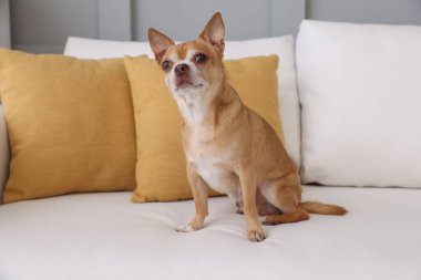 Şirin Chihuahua köpeği yumuşak kanepenin üzerinde.