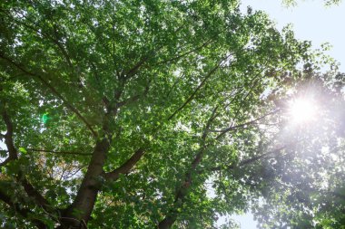 Yeşil yapraklı güzel ağaçların dalları, alt manzara.