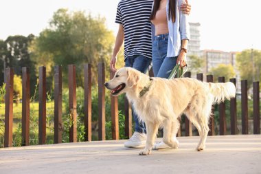 Tatlı Golden Retriever köpeğiyle gezen çift, yakın plan. Metin için boşluk