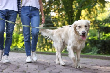 Tatlı Golden Retriever köpeği bir çiftle dışarı çıkıyor, yakın plan.