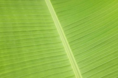 Arka plan olarak güzel yeşil muz ağacı yaprağı, yakın plan