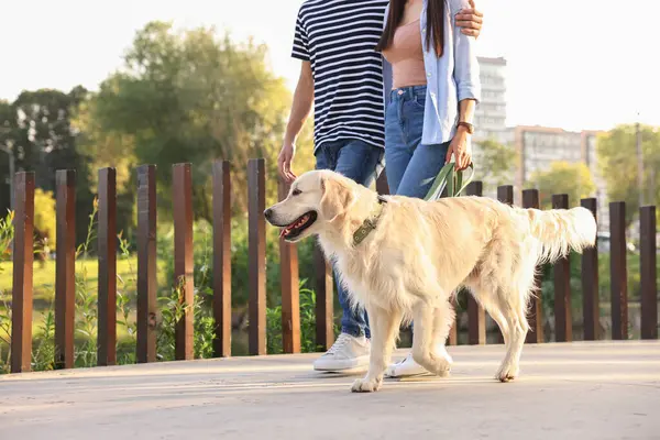 Tatlı Golden Retriever köpeğiyle gezen çift, yakın plan. Metin için boşluk