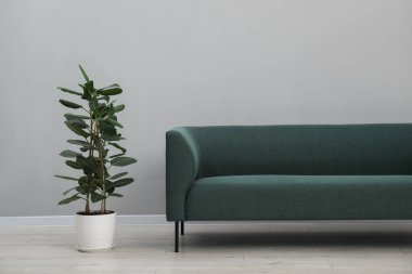 Rahat kanepe ve bitki örtüsü olan şık bir oda.