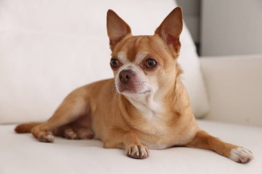 Şirin Chihuahua köpeği yumuşak kanepede uzanıyor.