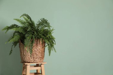 Hasır sepetteki yeşil bitki renk duvarının yanındaki tahta taburede, metin için yer var.