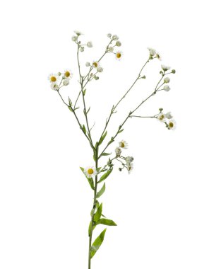 Beyaz arka planda bir sürü güzel papatya çiçeği