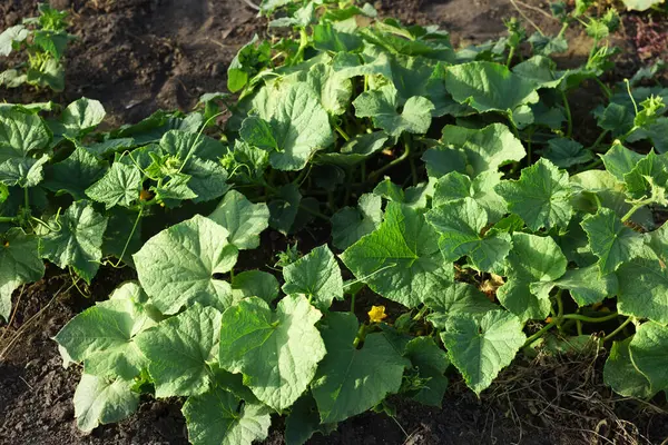 stock image Young cucumber bushes growing in soil on sunny day