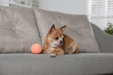Koltukta oyuncağı olan şirin bir Chihuahua köpeği.