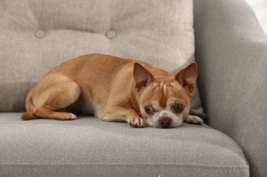 Yumuşak kanepede Chihuahua köpeği. Sevimli hayvan.