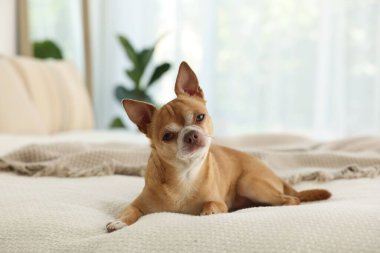 Odadaki tatlı Chihuahua köpeği.