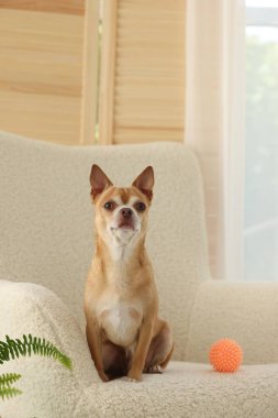 Şirin bir Chihuahua köpeği ve yumuşak koltuğu var.