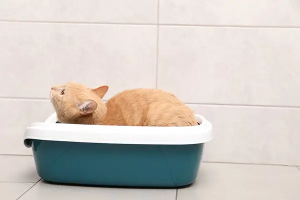 stock image Cute ginger cat in litter tray indoors