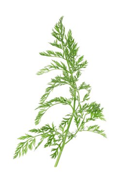 Bir yeşil havuç dalı beyaza izole edilmiş