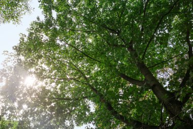 Yeşil yapraklı güzel ağaçların dalları, alt manzara.