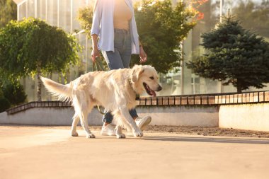 Sahibi, güneşli bir günde sevimli Golden Retriever köpeğiyle geziyor. Kapalı.