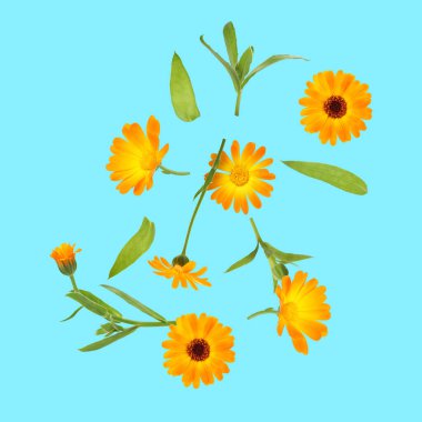 Calendula çiçekleri ve açık mavi arka planda yapraklar