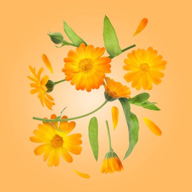 Calendula çiçekleri ve yaprakları turuncu arka planda