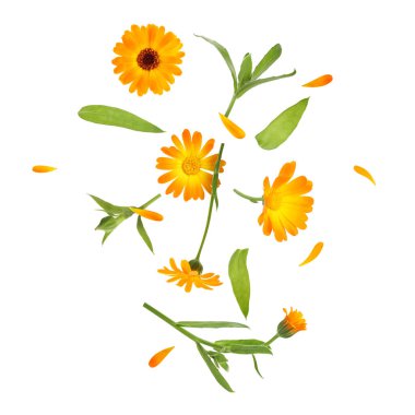 Calendula çiçekleri ve yaprakları beyaz arkaplanda