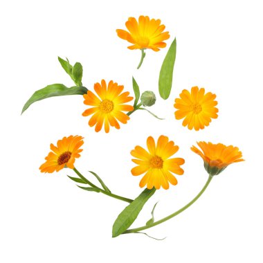 Calendula çiçekleri ve yaprakları beyaz arkaplanda