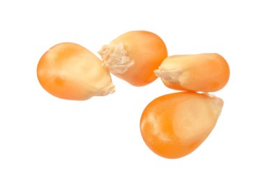 Taze olgun mısır taneleri beyaza izole edilmiş.